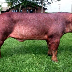 Heo-Duroc